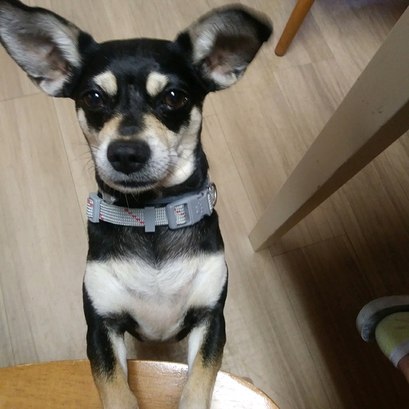 Meet your Posher, Kelli - Picture 1 of 1